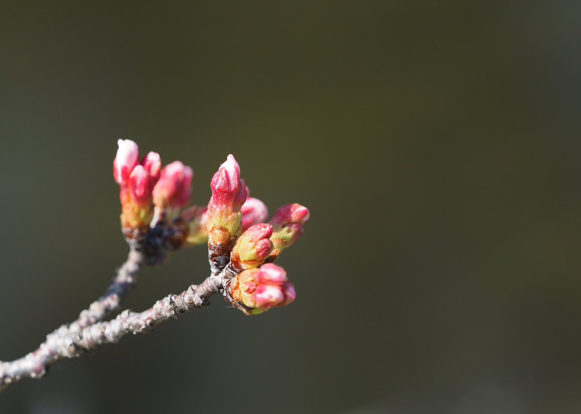 orange_page tweet media