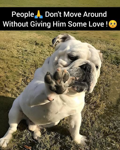 Popularpuppies © tweet media