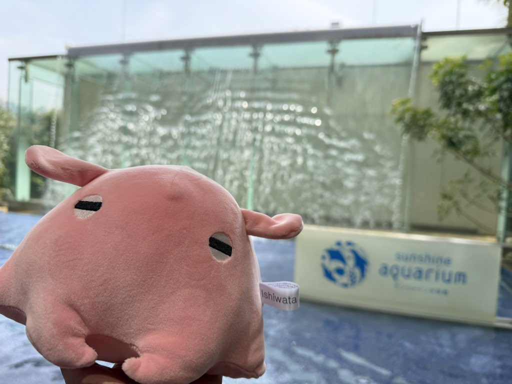 そっか今サンシャイン水族館メンダコさんいるから出口のメンダコさん