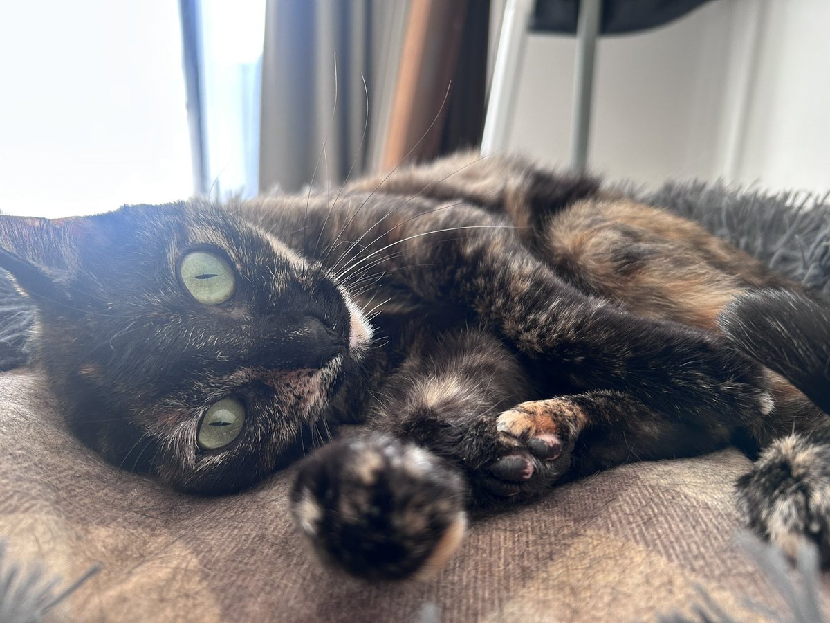 ロンちゃんが棚の引き出し普通に開けられるようになっててすごい。おもちゃ勝手に出して遊んでる。。私も成長してんのよって言われてるような気がする笑