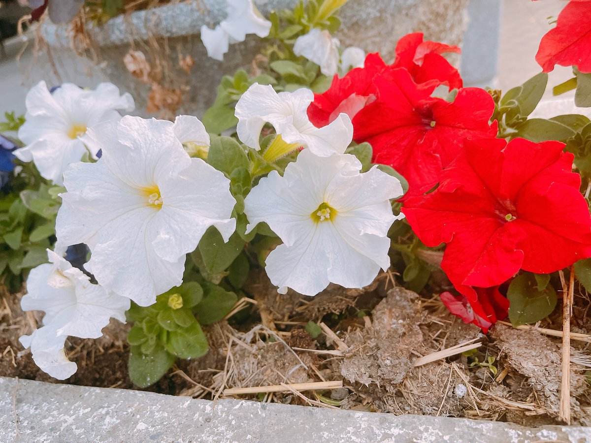 雪之下 織雪 Oriyuki ❄️日夜顛倒𝙞𝙣𝙜【芥川】所屬 tweet media