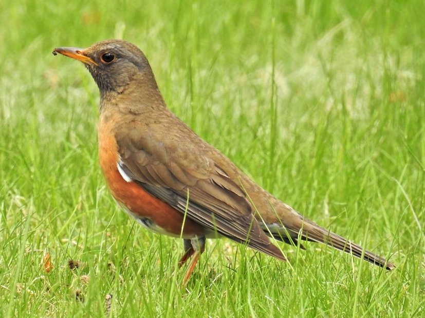 朝帰りの道中、近所の茂みから地面を這うように逃げ回るオレンジ色のヒヨドリくらいの大きさの鳥をみました。
AI先生に聞いたらアカハラという鳥とのことでした。