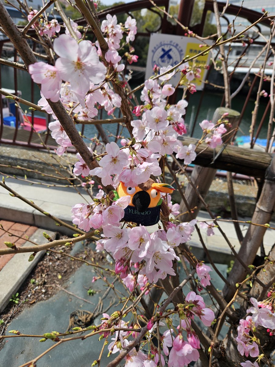 坊や^^*【有隣堂神戸阪急店勝手に広報部長】 tweet media