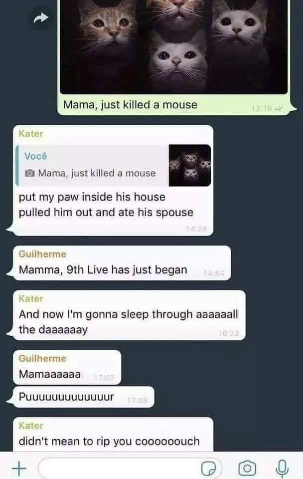 Smudge The Insult Cat 🐀 tweet media