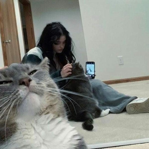 Punch Cat tweet media