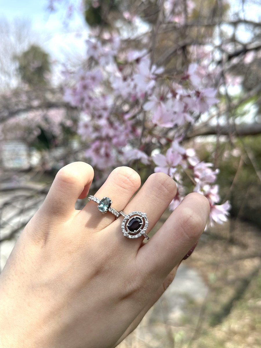 ishi_daisukiman's tweet photo. 桜とアレキ達🌸
クリスタルな輝きが強みのアレキとゴングロ強カラチェンが強みアレキを比較したくてパシャリ📸✨️ https://t.co/W2a9vvo6JX