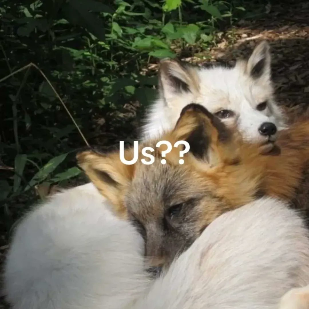 🍁 𝓣𝓱𝓮 𝓕𝓸𝔁 𝓛𝓲𝓯𝓮 🌾🦊 tweet media