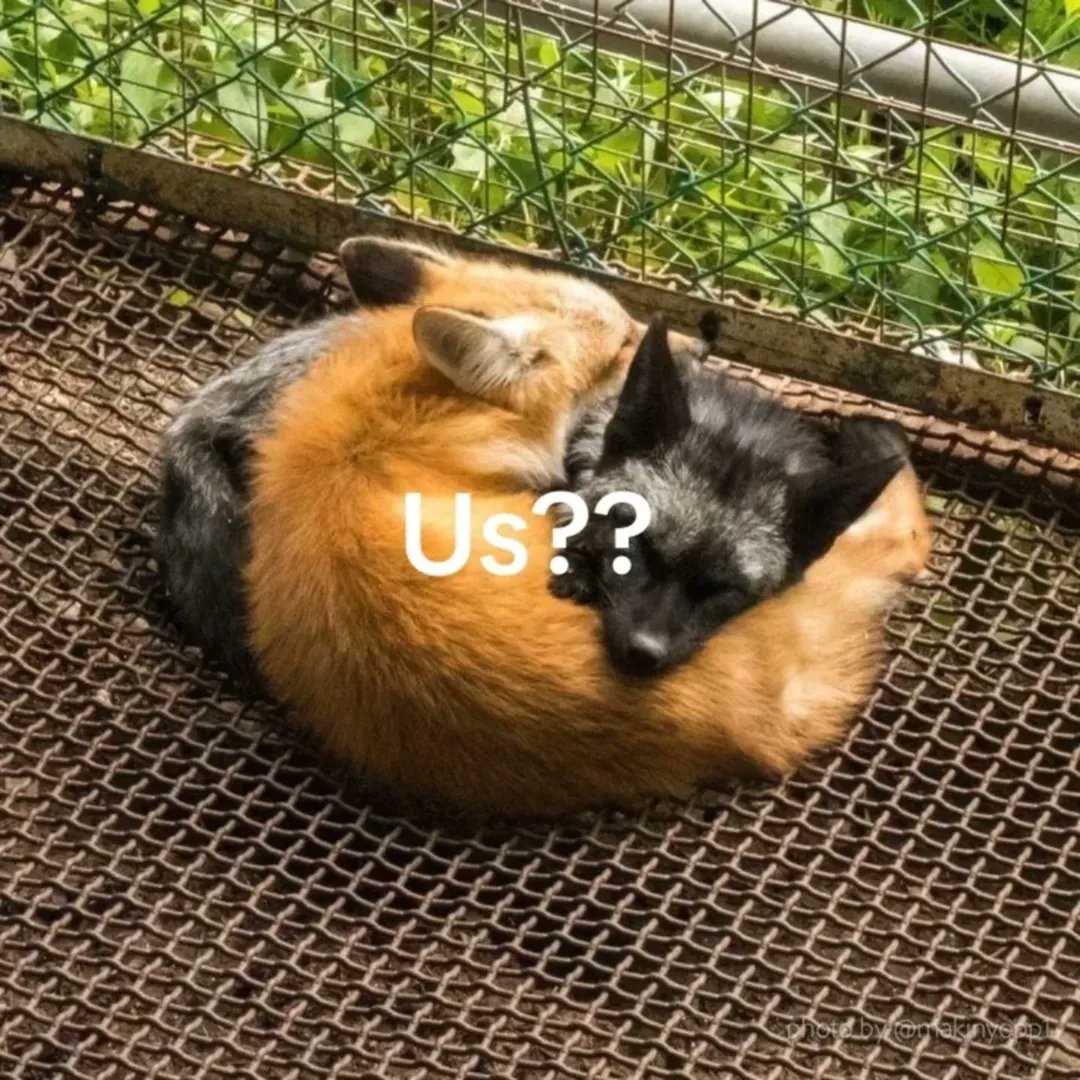 🍁 𝓣𝓱𝓮 𝓕𝓸𝔁 𝓛𝓲𝓯𝓮 🌾🦊 tweet media