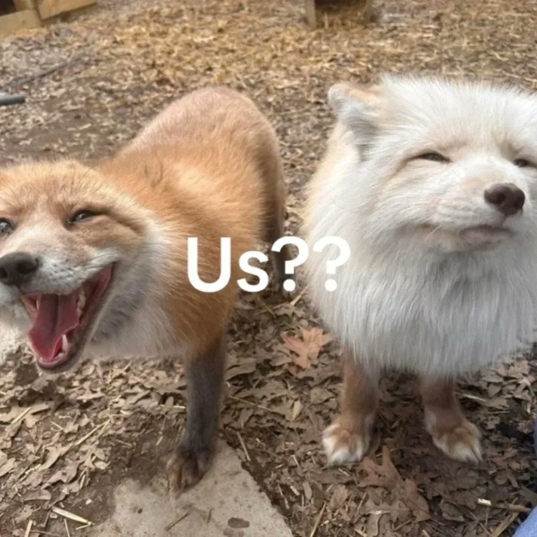 🍁 𝓣𝓱𝓮 𝓕𝓸𝔁 𝓛𝓲𝓯𝓮 🌾🦊 tweet media