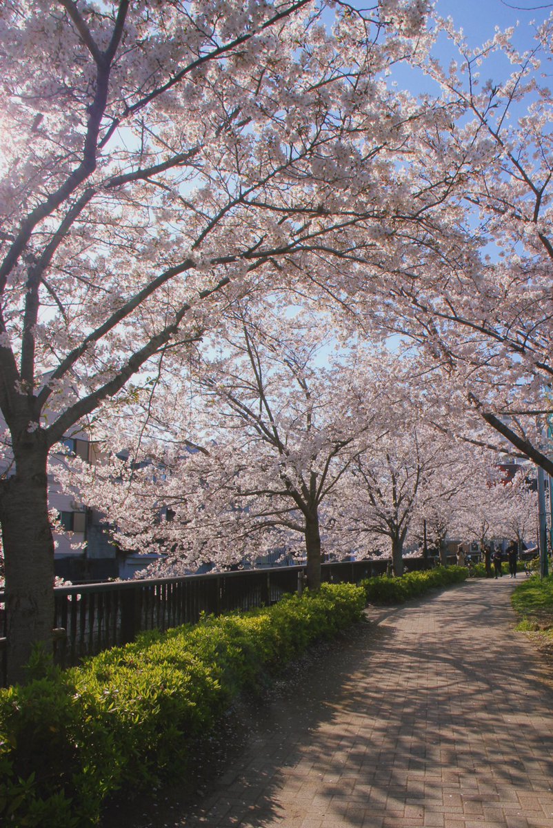 Миканчик✨🌸 tweet media