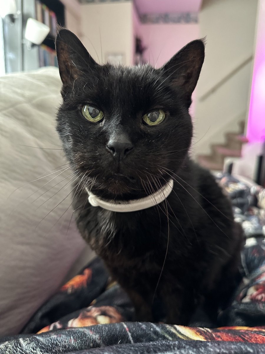 TEDewitt tweet media