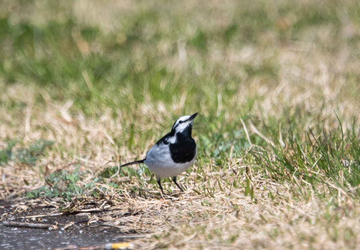 FukuShin tweet media