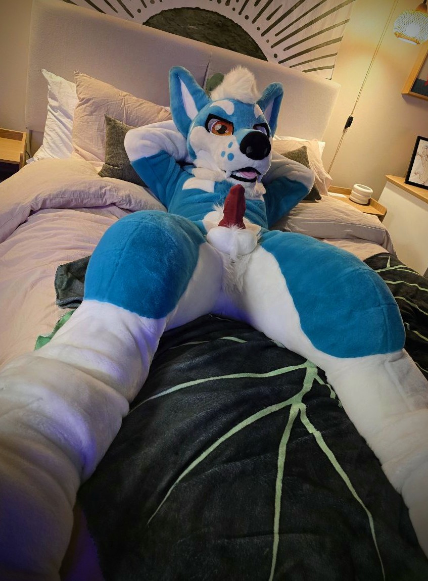 Sykes the Dobermann 🔜 LVFC tweet media