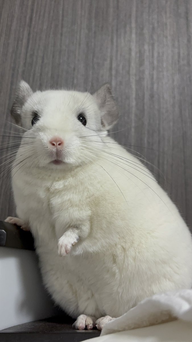 おはぎとパパ tweet media