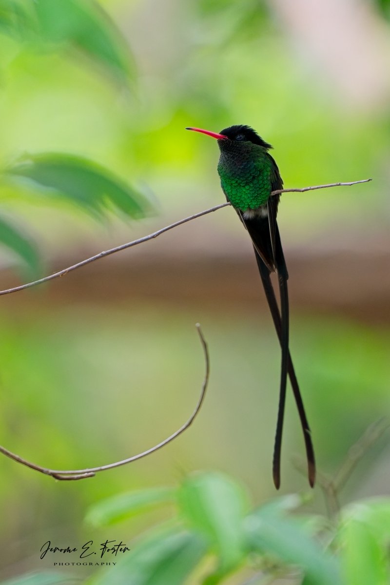 buggyfresh78's tweet image. "National Icon" - A couple days ago I shared a Black-billed streamertail. Here's the #national bird of Jamaica - the Red-billed #streamertail hummingbird a.k.a. Doctorbird. St. James, #Jamaica.

#birds #animals #wildlife #birdssenin2026