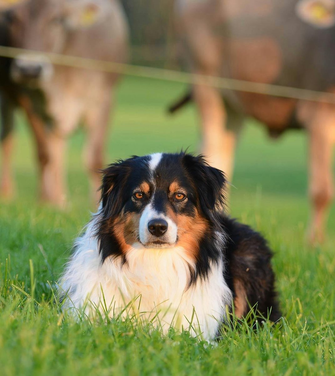 Serenity tweet media