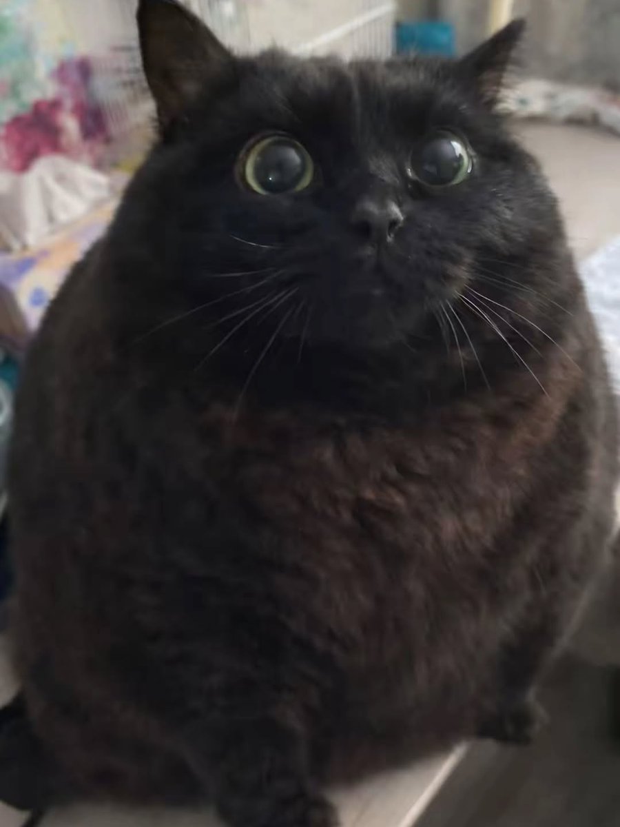 Ink Blot tweet media