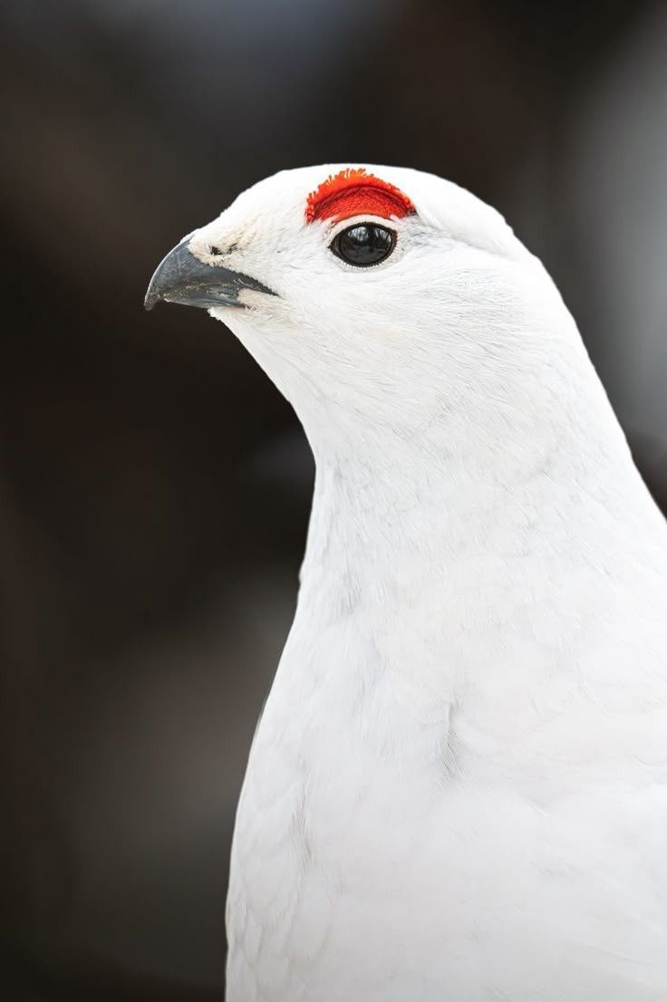 Phillipe 🩸 Alexia and Pomba's Dad tweet media