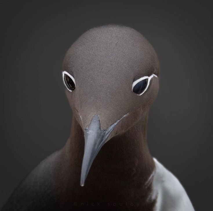 Phillipe 🩸 Alexia and Pomba's Dad tweet media