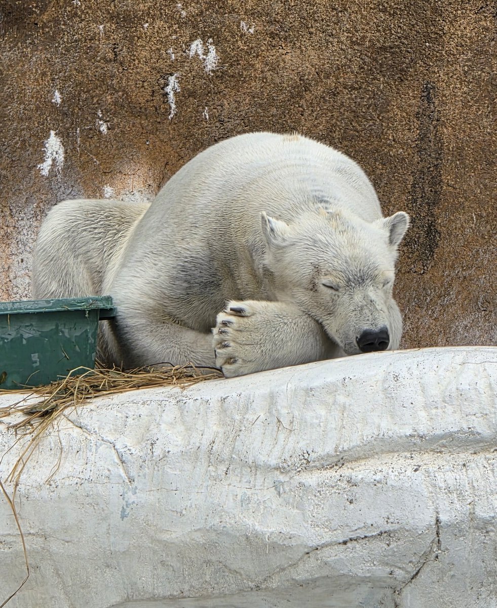 だてまっき tweet media