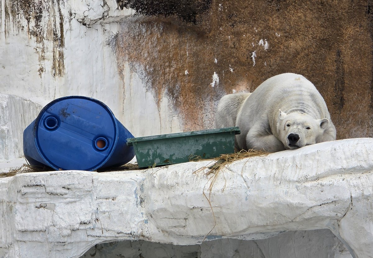 だてまっき tweet media