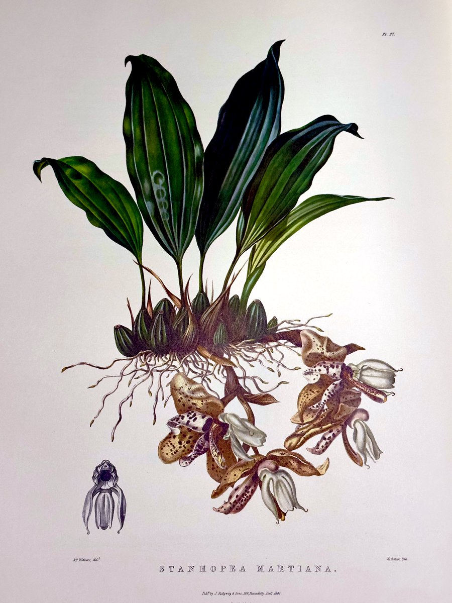 restaurika tweet media