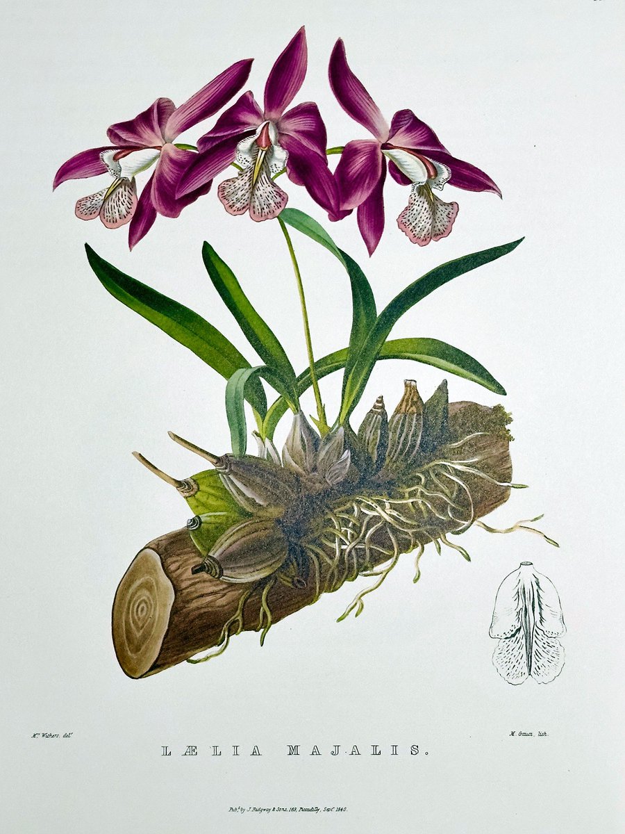 restaurika tweet media