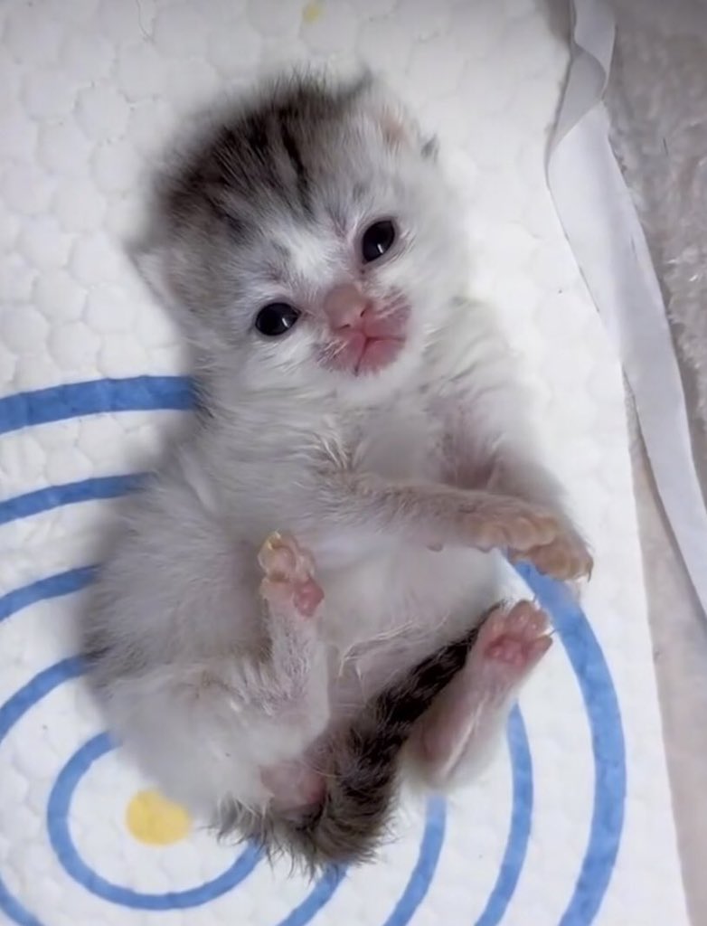 Amazing cats 😻 tweet media