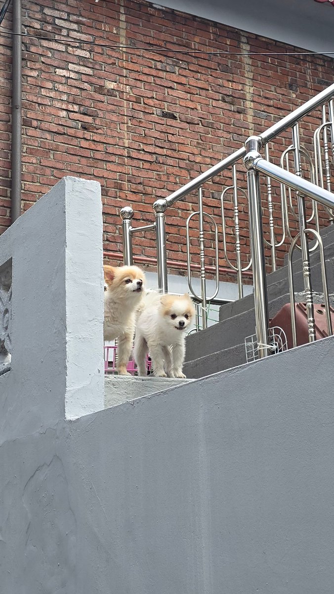 캐주스 마구머거스 tweet media