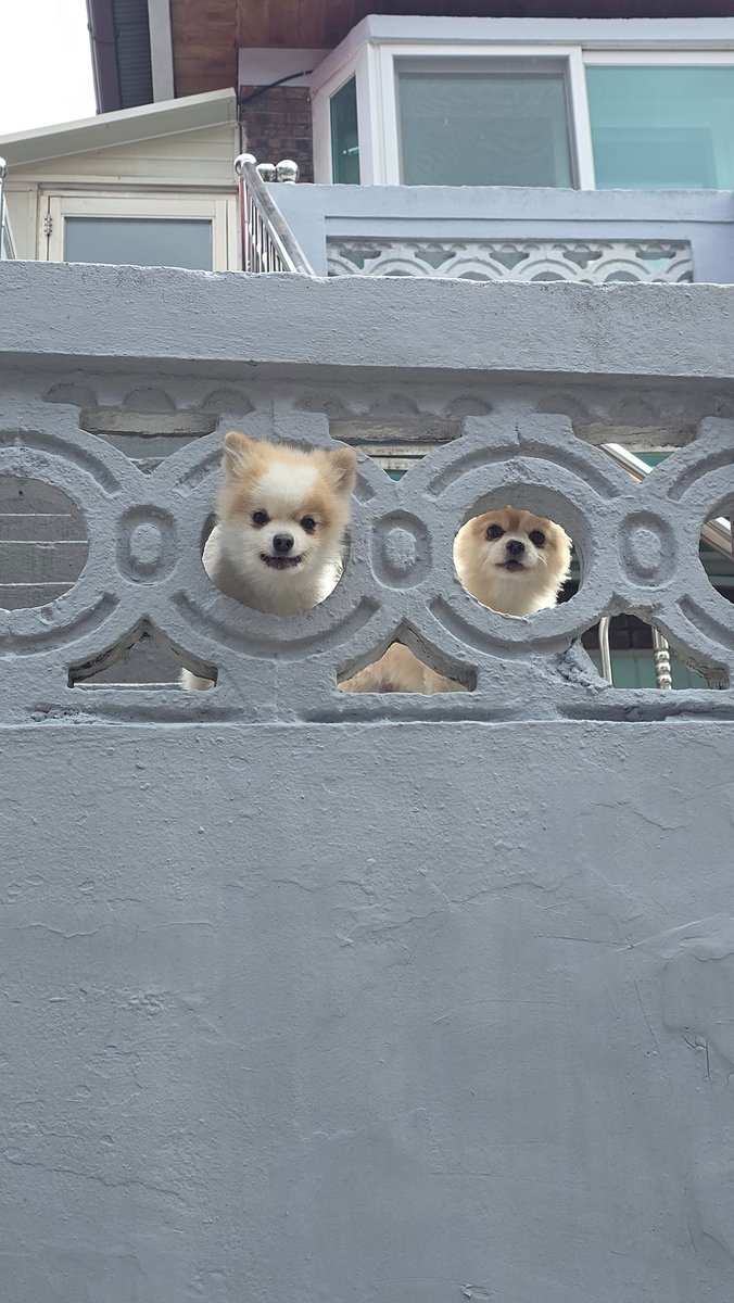 캐주스 마구머거스 tweet media