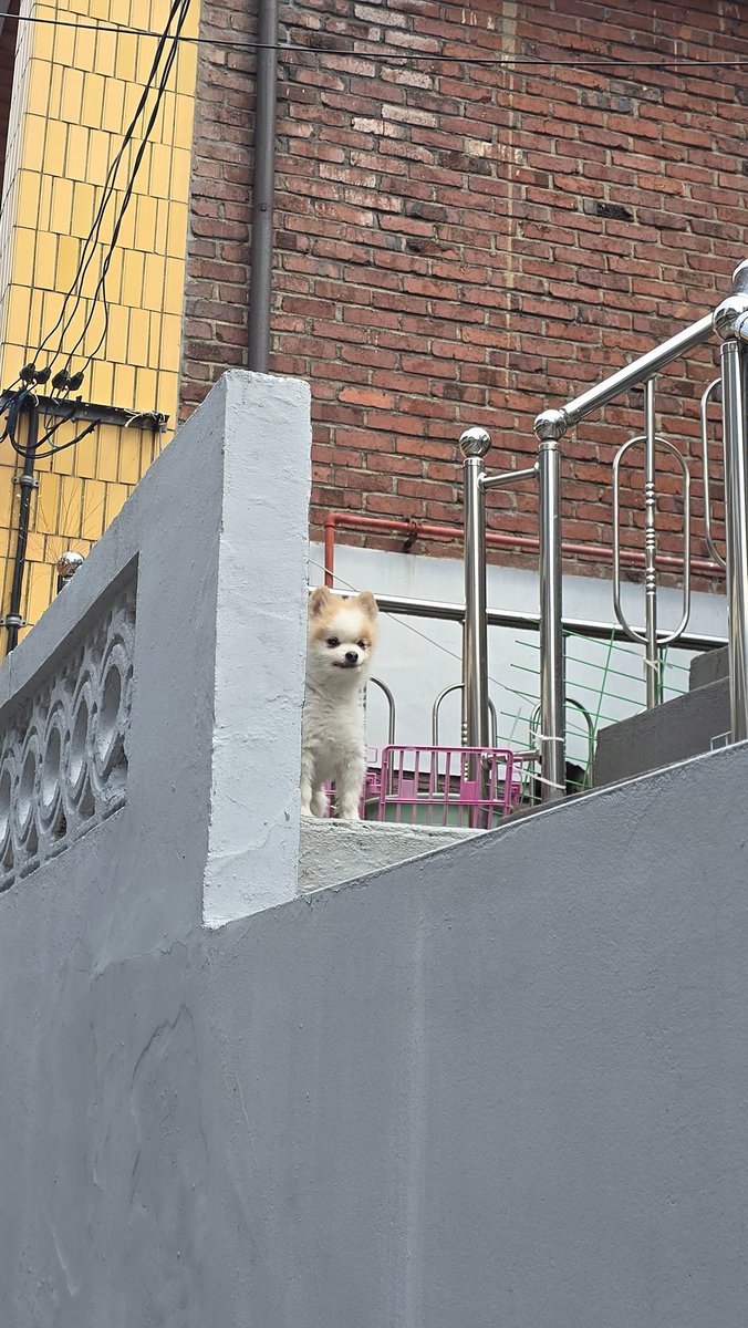 캐주스 마구머거스 tweet media