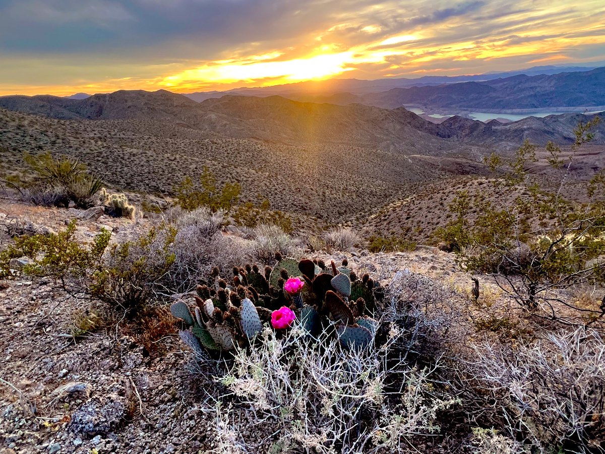 Flawwed1 tweet media