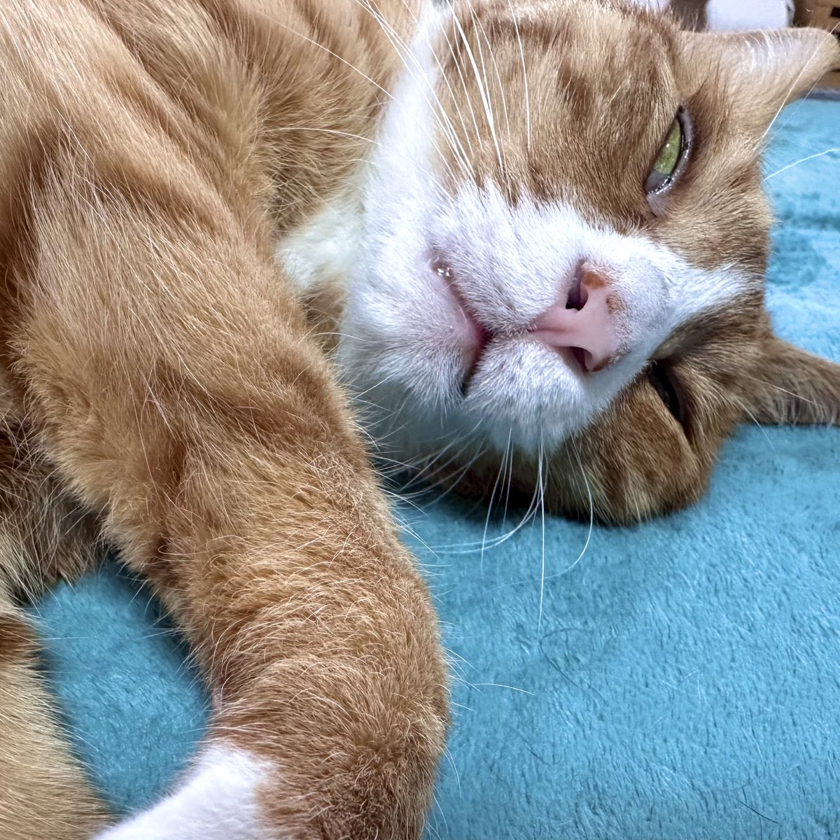 さんぬこさん tweet media