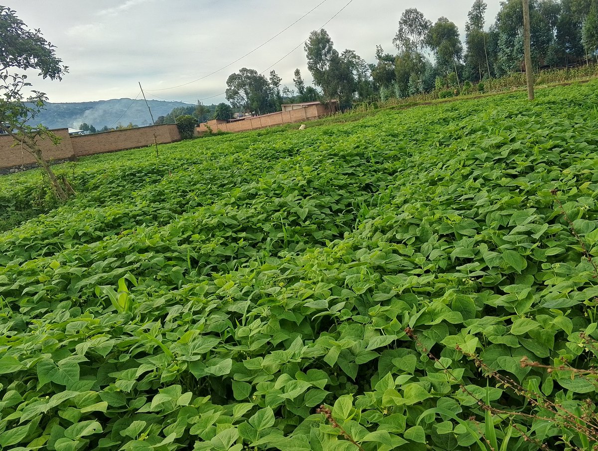 Farm with Pierre ✨ tweet media