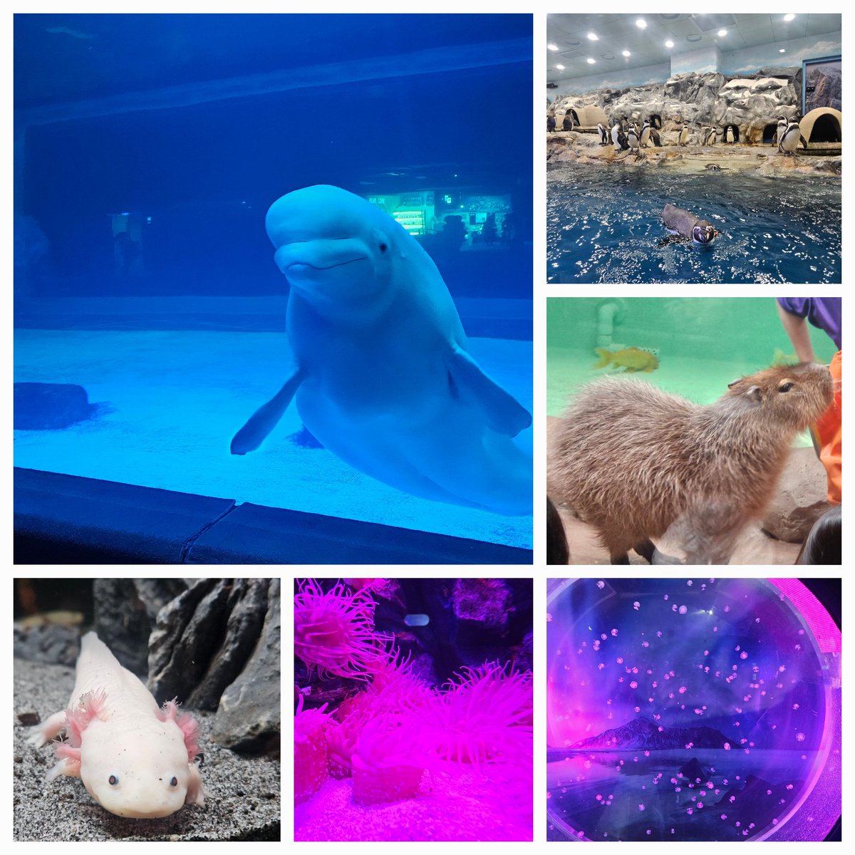 Nyancat7 tweet media