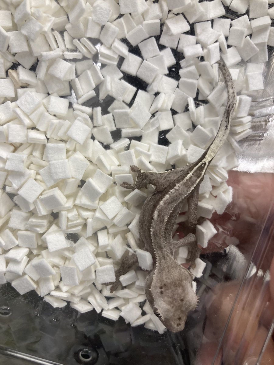 Bug Bug bugs■3/28、29 ナゴレプ tweet media