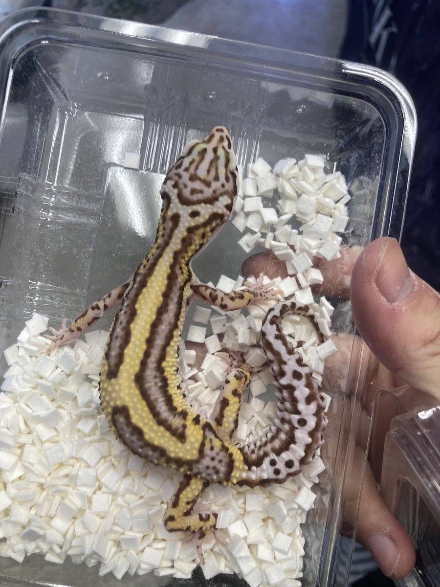 Bug Bug bugs■3/28、29 ナゴレプ tweet media