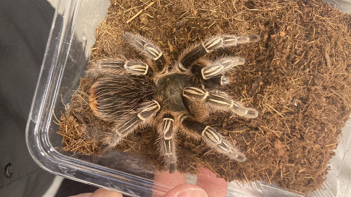 Bug Bug bugs■3/28、29 ナゴレプ tweet media