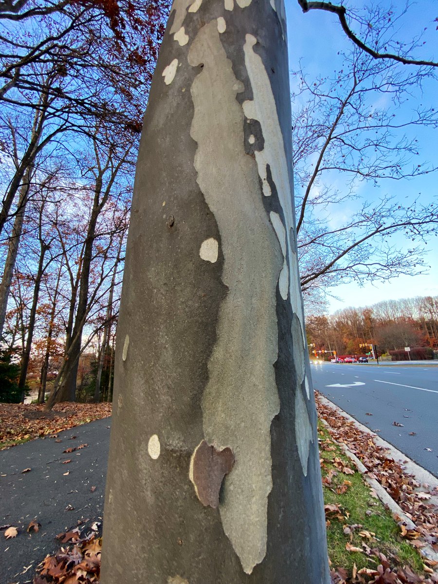 CoffeeLiciousLady tweet media