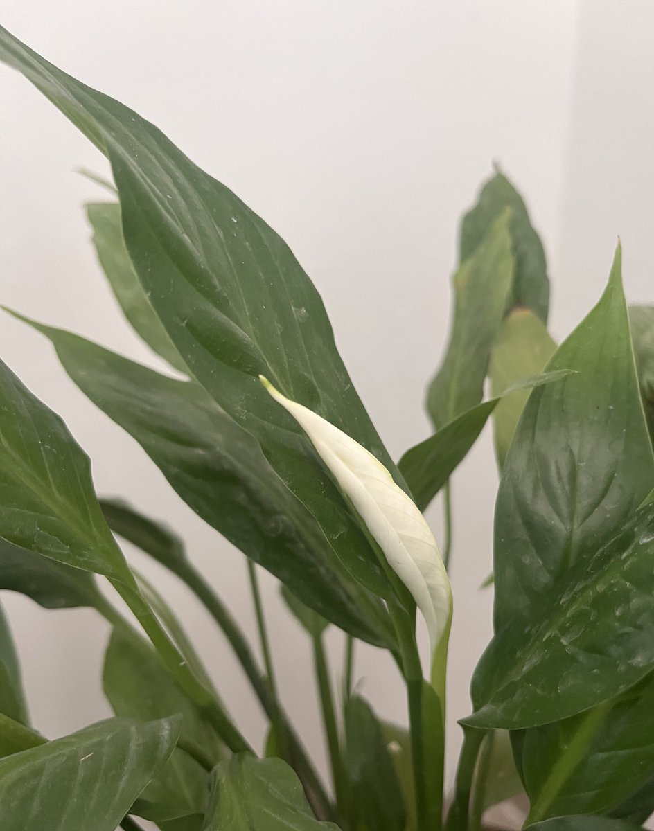 Sailing Cloud tweet media