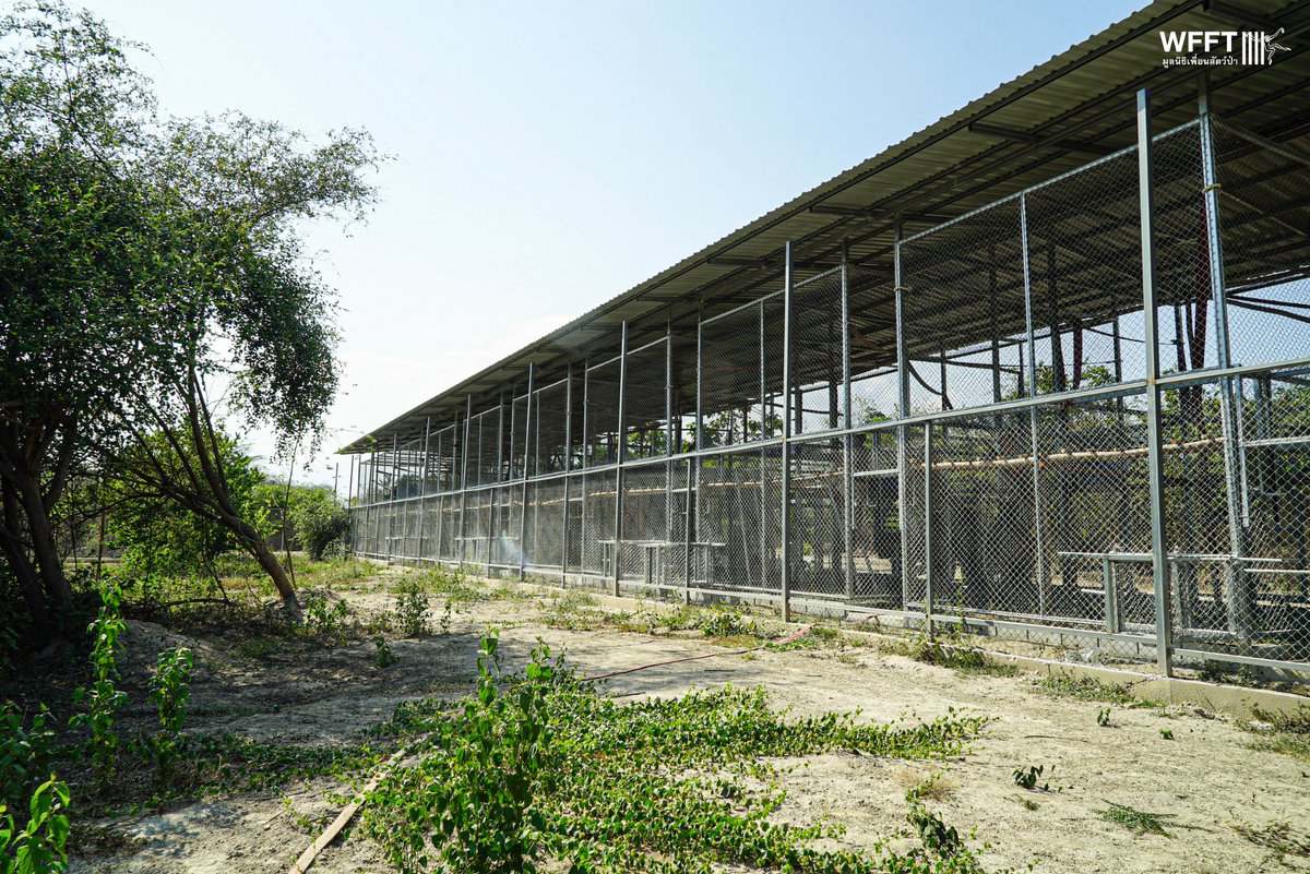 WFFThailand's tweet image. New side enclosures for rescued coconut picking #monkeys are almost ready! 🐒🌴

#WFFT is working to phase out the use of monkeys in the Thai coconut industry

Read more here: wfft.org/end-coconut-mo…