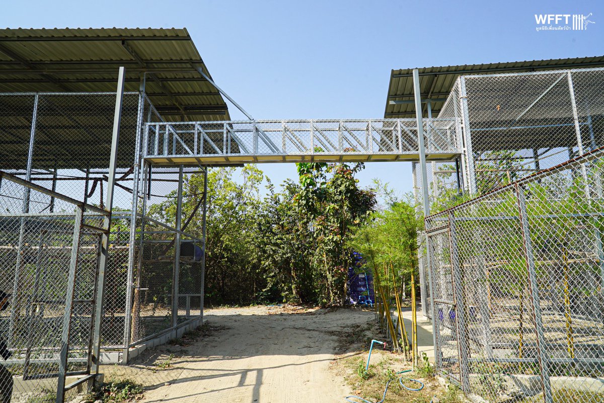 WFFThailand's tweet image. New side enclosures for rescued coconut picking #monkeys are almost ready! 🐒🌴

#WFFT is working to phase out the use of monkeys in the Thai coconut industry

Read more here: wfft.org/end-coconut-mo…