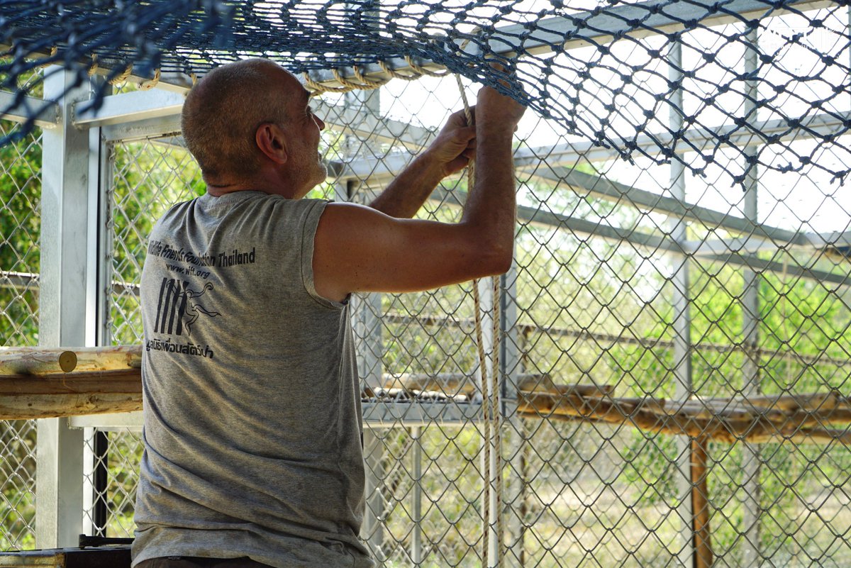 WFFThailand's tweet image. New side enclosures for rescued coconut picking #monkeys are almost ready! 🐒🌴

#WFFT is working to phase out the use of monkeys in the Thai coconut industry

Read more here: wfft.org/end-coconut-mo…