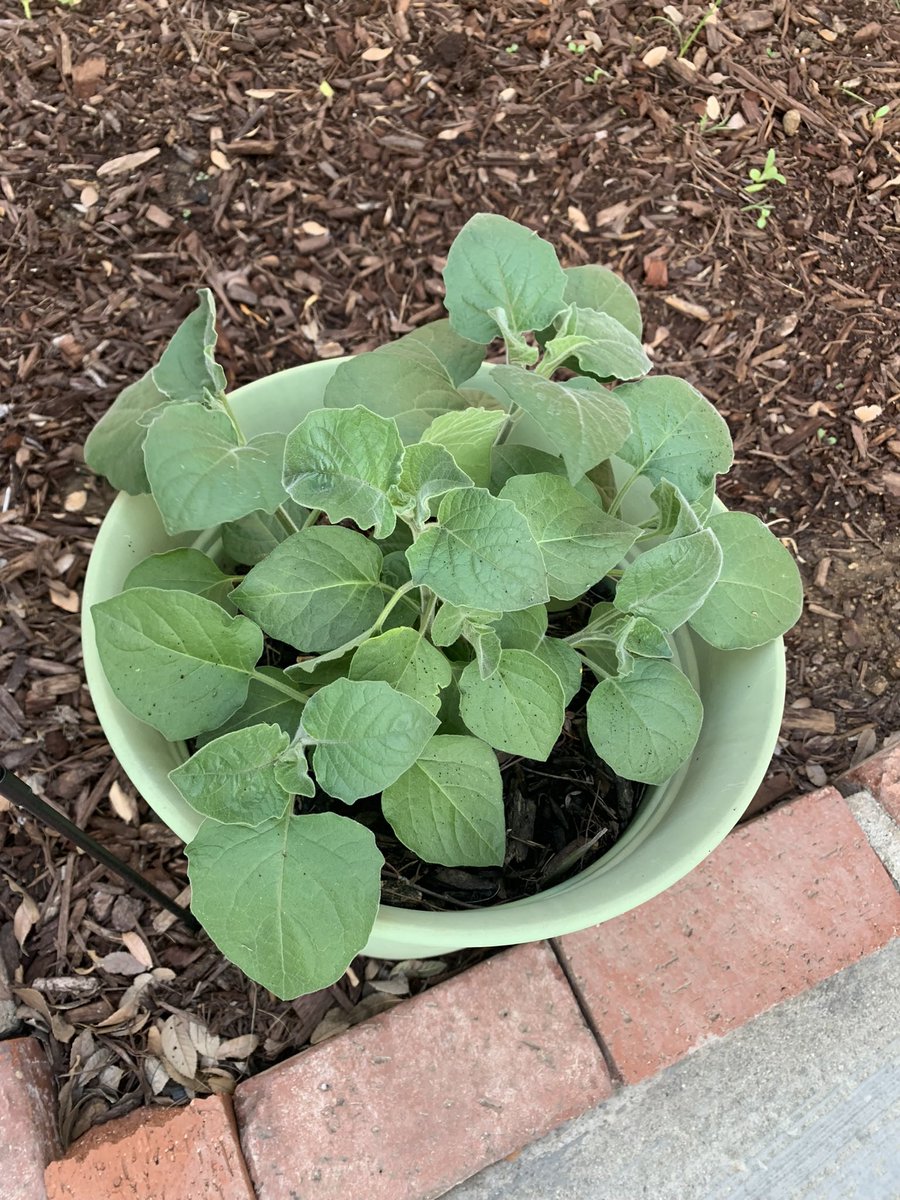 ⚘ ms kale 𓆝 ⚘ tweet media