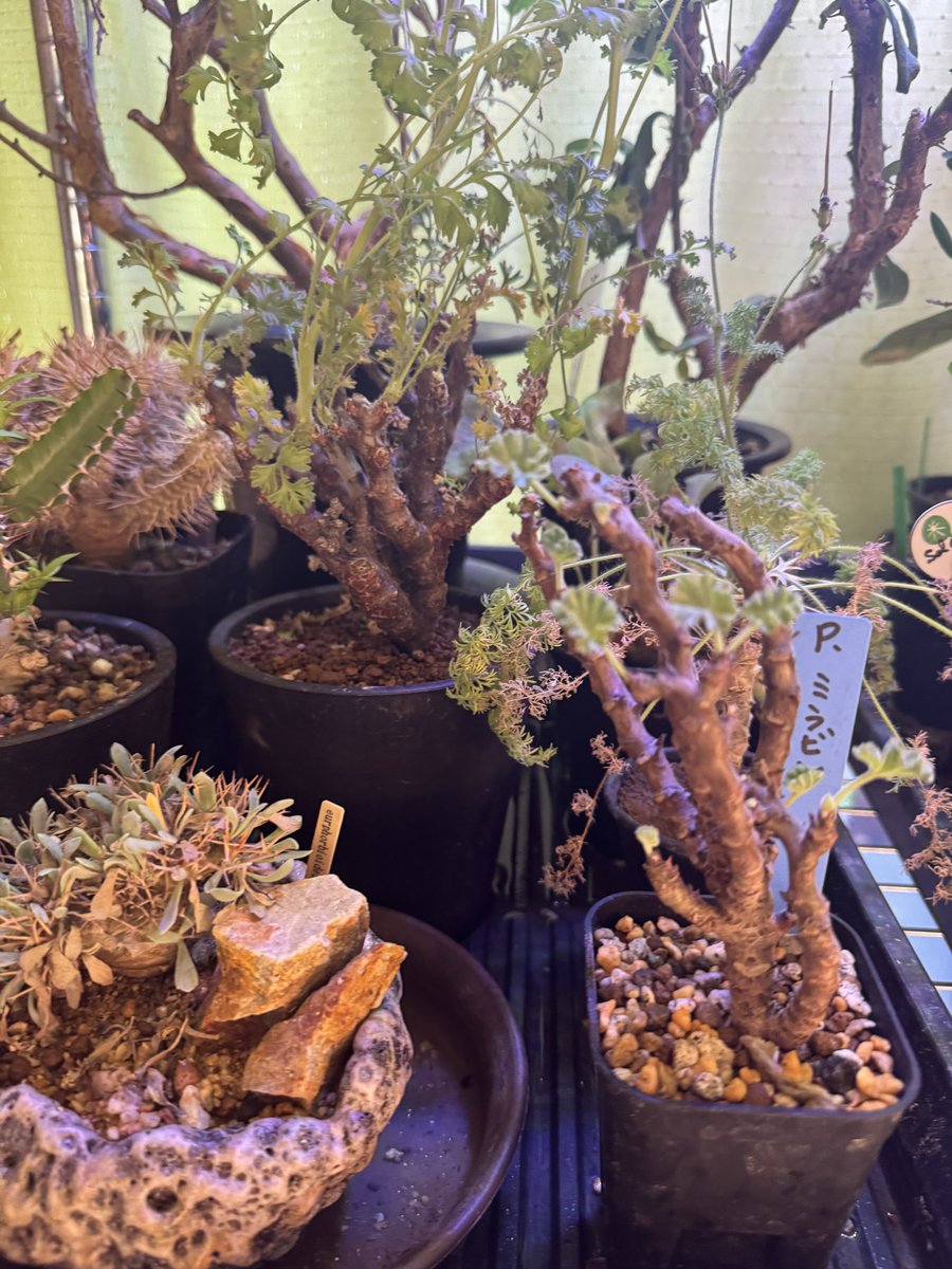 ふっき～ tweet media