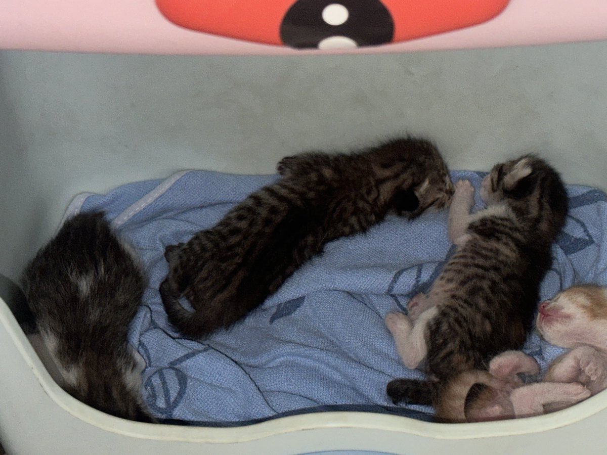 𝑯𝒂𝒏𝒈𝒕𝒖𝒏𝒈. 👁️ tweet media