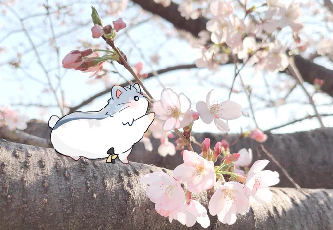 お花見ハム助