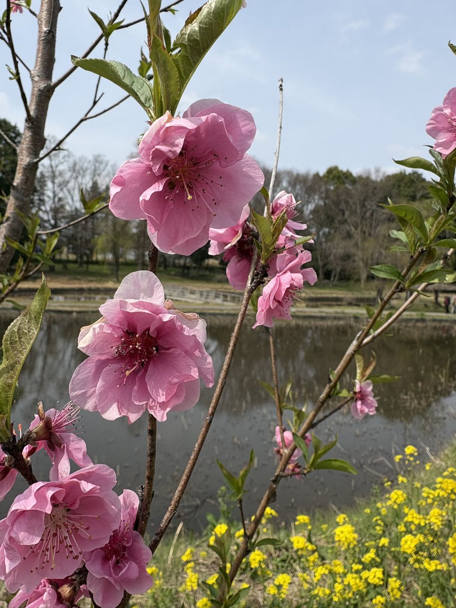 macaron♂ tweet media
