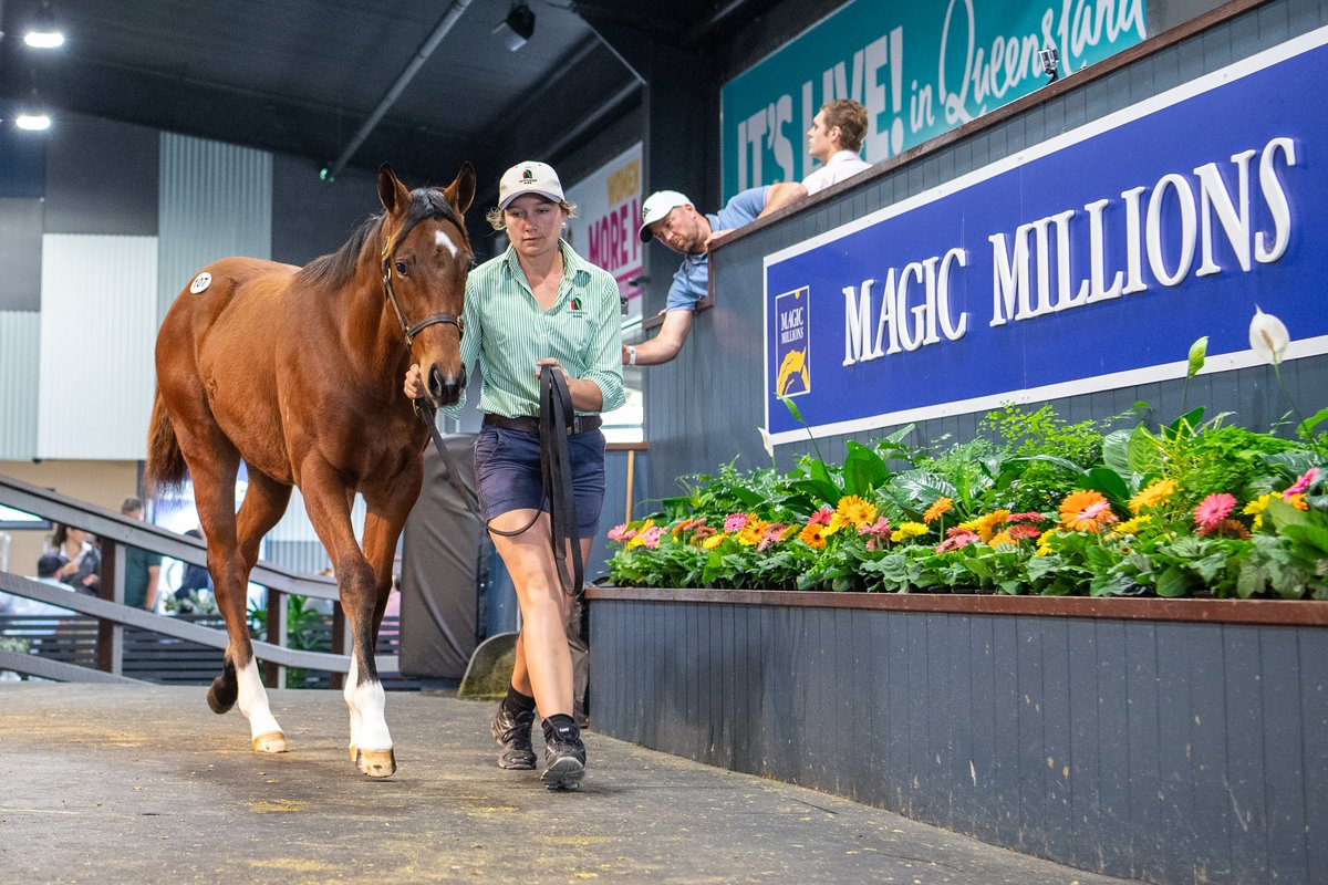 mmsnippets's tweet photo. Autumn Glow first hit the headlines this day! At the 2022 Gold Coast National Weanling Sale. She was presented by breeder @NewhavenPark and sold for $600,000 to @silverdale_farm and @brianmg17's Shrone Bloodstock. 
#MoreMagic https://t.co/wNm2b7QTi8