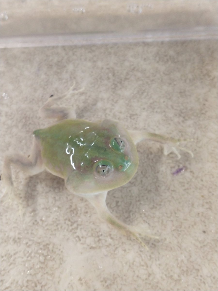 3/22 今日もお散歩日和ですね〜
コオロギ イトミミズ　しっかりあります。もちろんかわいい子たちもお迎え中　お待ちしております。
＃コオロギ ＃イトミミズ #爬虫類 #熱帯魚  #爬虫類好きの人と繋がりたい #熱帯魚好きと繋がりたい #熱帯魚ショップ  #アクアショップ    #あくあこねくしょん